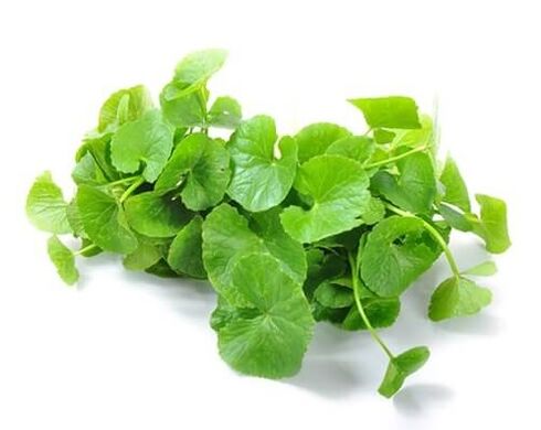 Predstonorm vsebuje gotu kola (Centella asiatica)