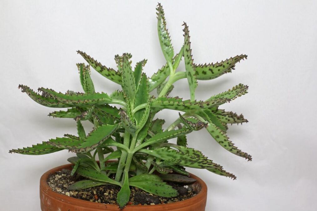 Kalanchoe za zdravljenje prostatitisa